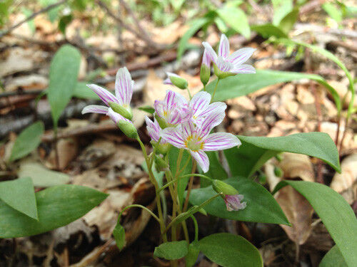 Signs of Spring: Wild Flowers - Asbury Woods