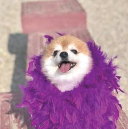 Need a spa day, play date or lodging for Spike or Socks?
