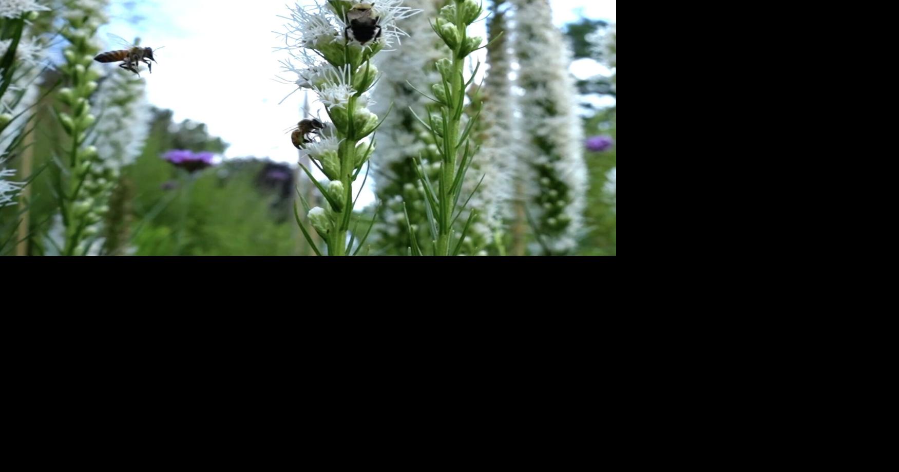 Do bees remember landmarks? A new book says bees don't operate under a 'hive mind' and are