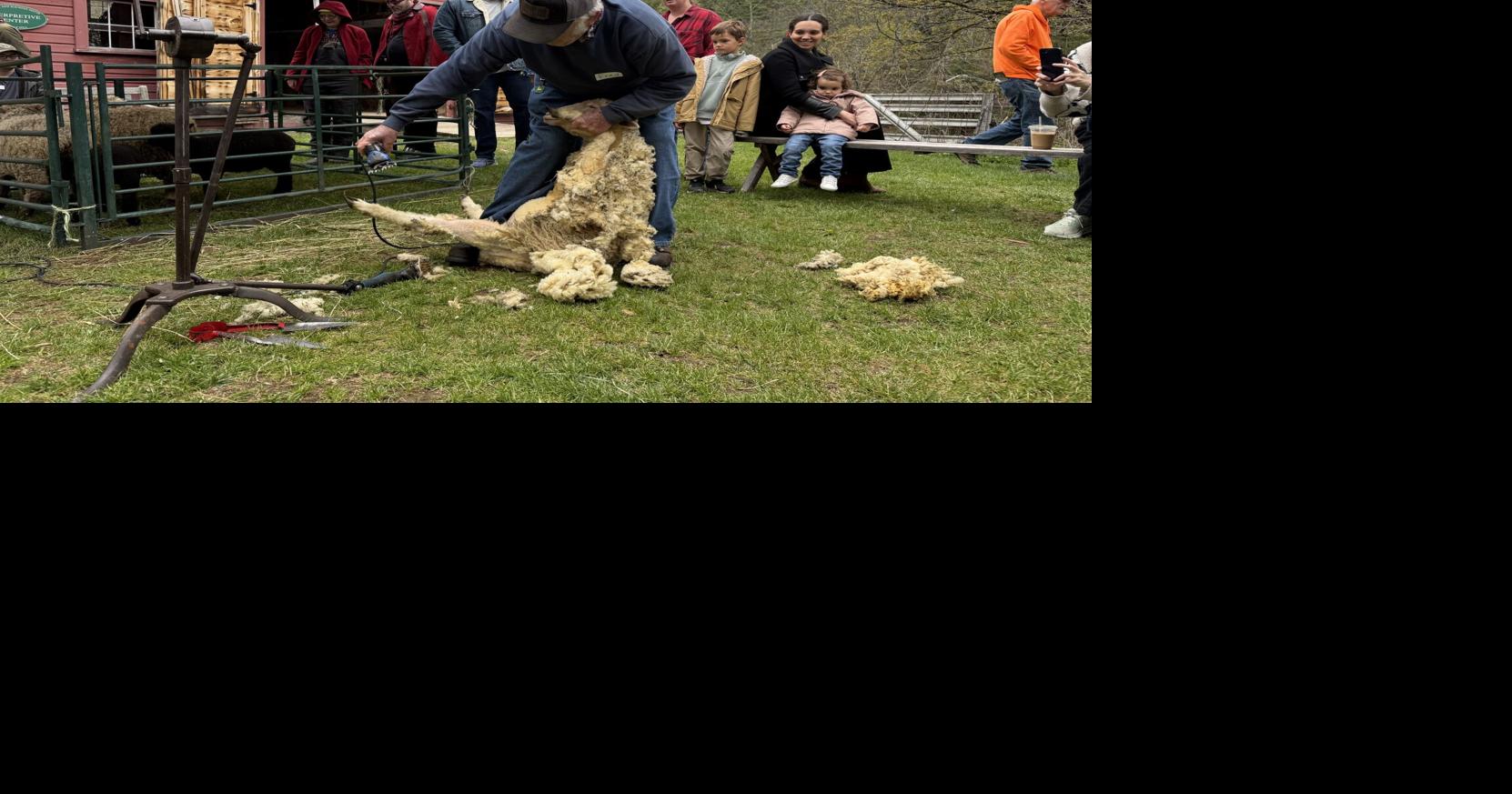 Williamstown's Sheep to Shawl Festival celebrates wool, fiber arts and rural tradition