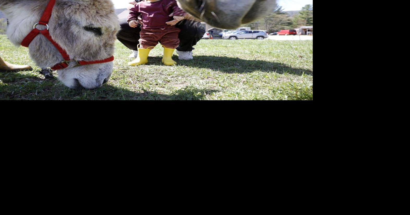 A donkey freedom party? Billy Boy and Arlo celebrated the end of their quarantine at Blue Rider Stables