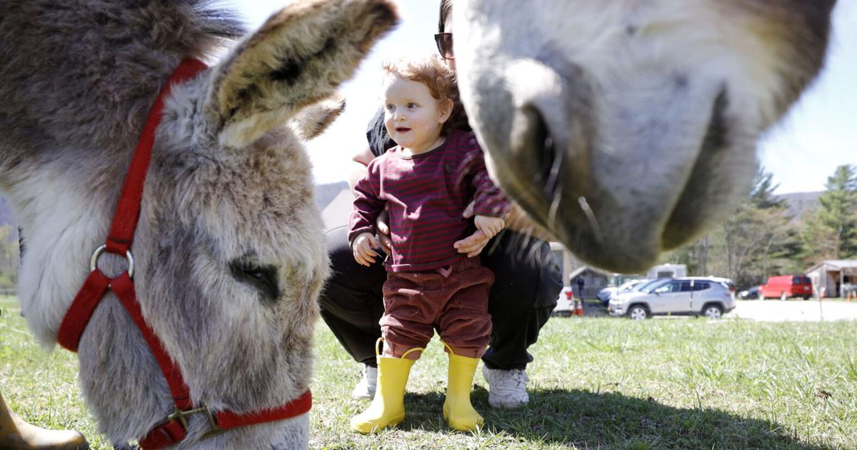 A donkey freedom party? Billy Boy and Arlo celebrated the end of their quarantine at Blue Rider Stables
