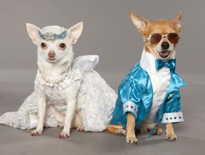 Inside the Billion-Dollar Dog Fashion Industry