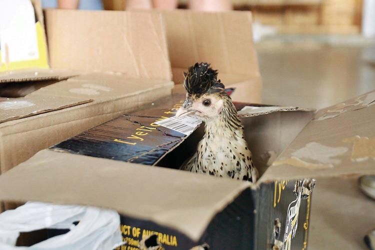 4-H Youth Fair: By kids for kids