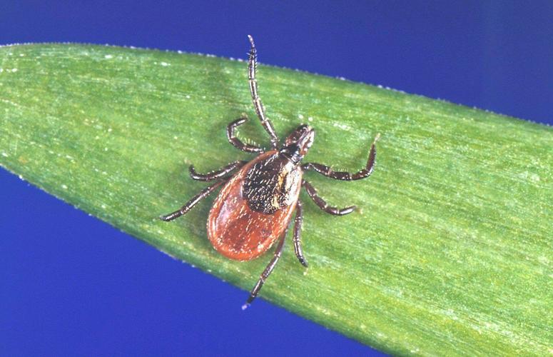 Advice on ticks: 'Check yourself before you wreck yourself'