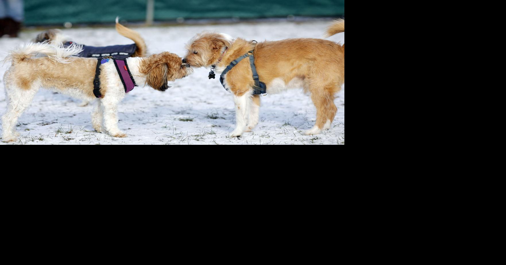 Big relief for little dogs: New small-dog play hours launch at Egremont dog park