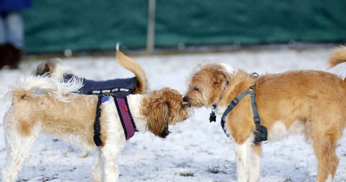 Big relief for little dogs: New small-dog play hours launch at Egremont dog park