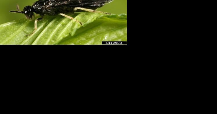There's a new invasive insect gobbling up elm tree leaves in Berkshire County: Meet the elm zigzag sawfly - Vimarsana News