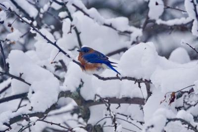Bluebird perched on snowy bough