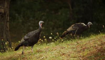 wild turkeys walk through grass