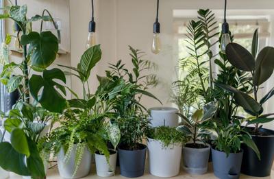 House plants lined up in a row