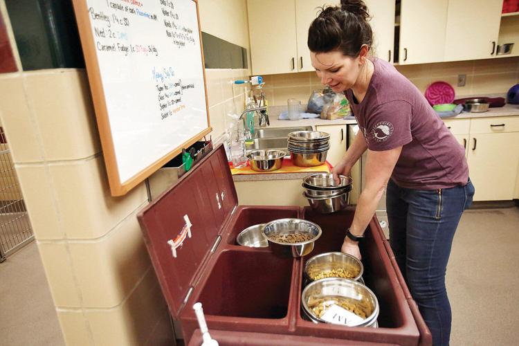 Berkshire Humane Society details Pittsfield shelter plans