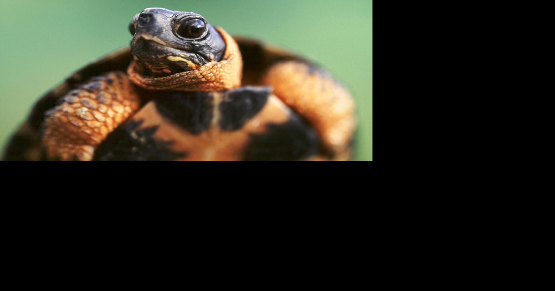 wood turtle