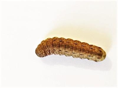 Noctua pronuba (winter cutworm).jpg