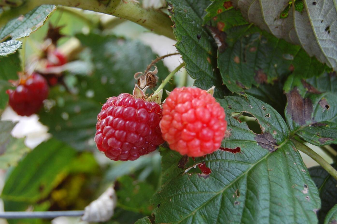 As winter nears, get the most out of your garden and prepare ...