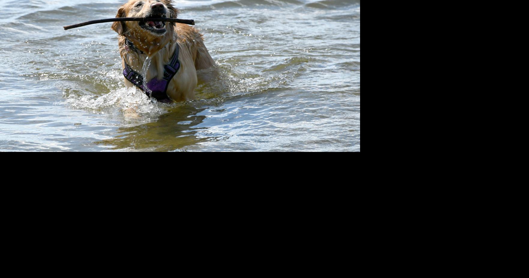 A dog holds a stick in his mouth in the water.