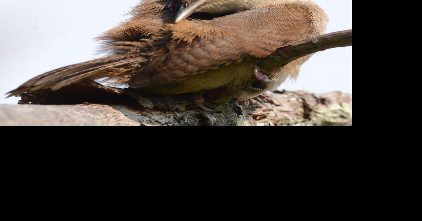fledgling house wren