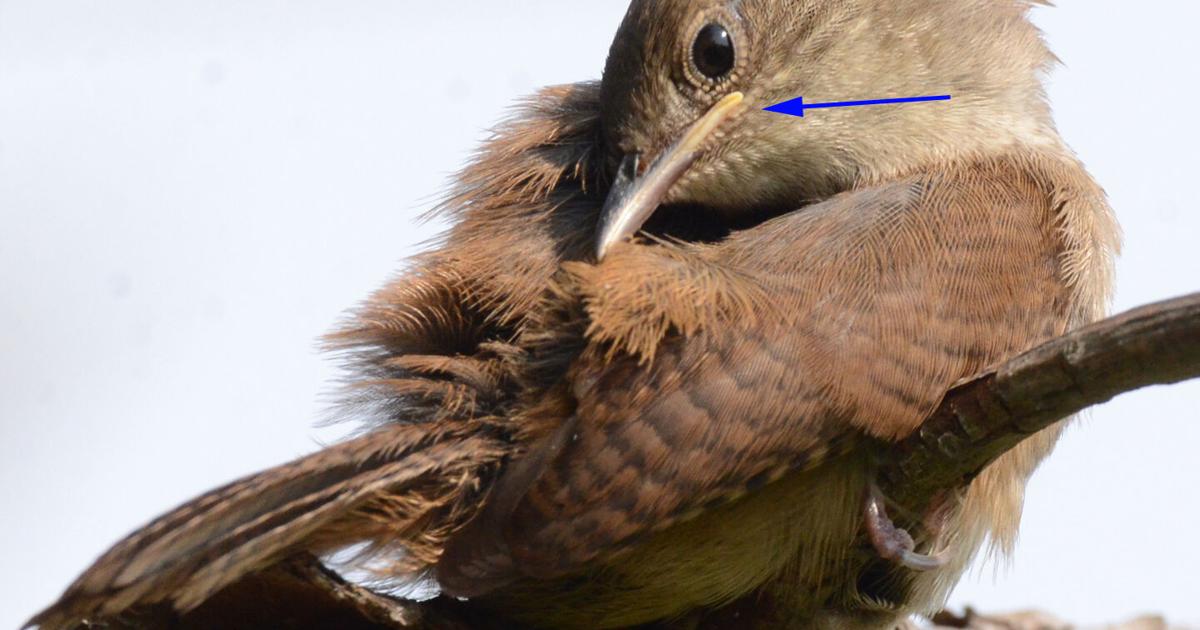 fledgling house wren