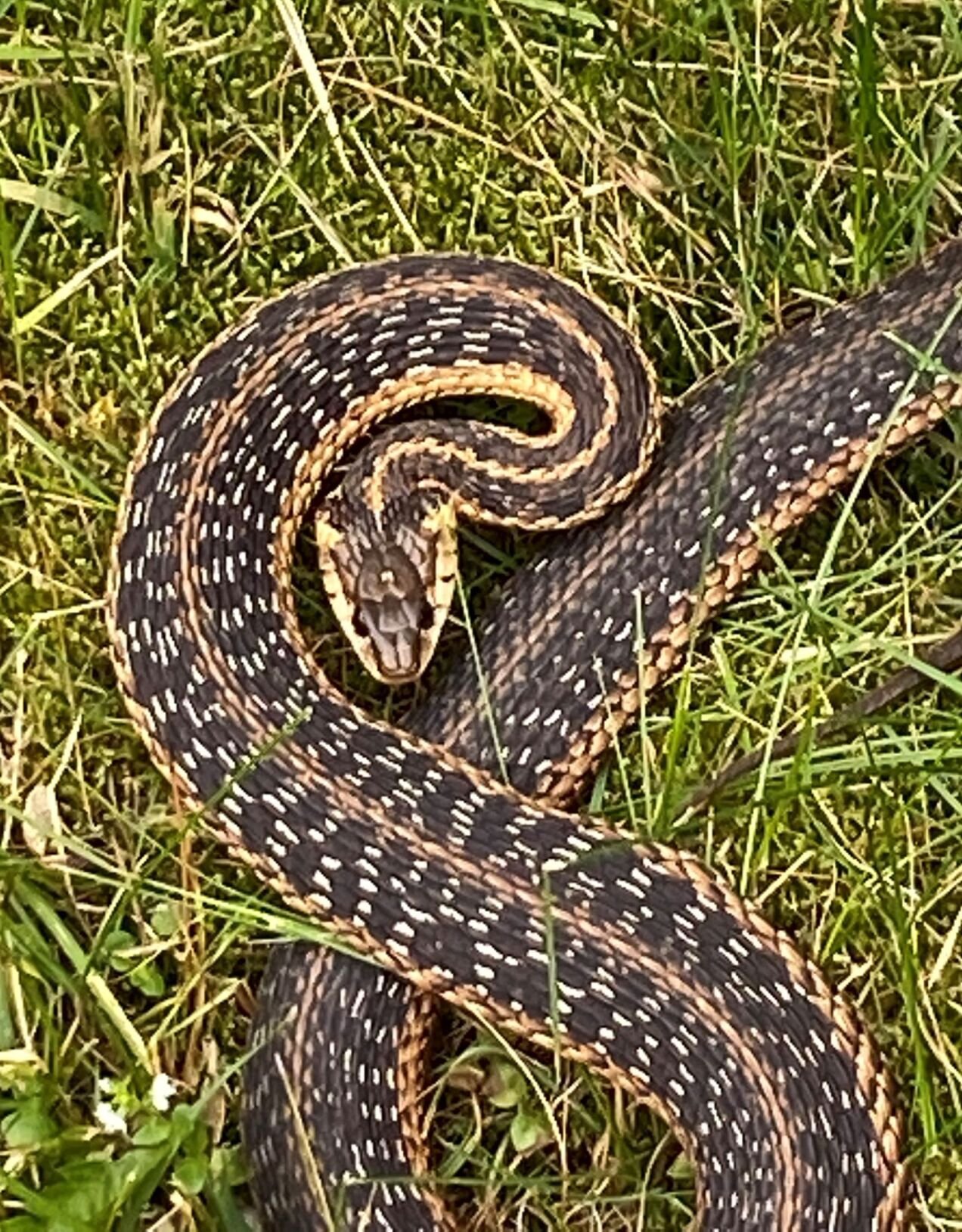 Garter Snakes, Once Easy To Find In The Berkshires, Are Now A Rare ...