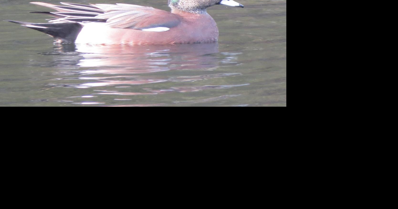 American wigeon among lively cast of fall birds at San Francisco's Golden Gate Park