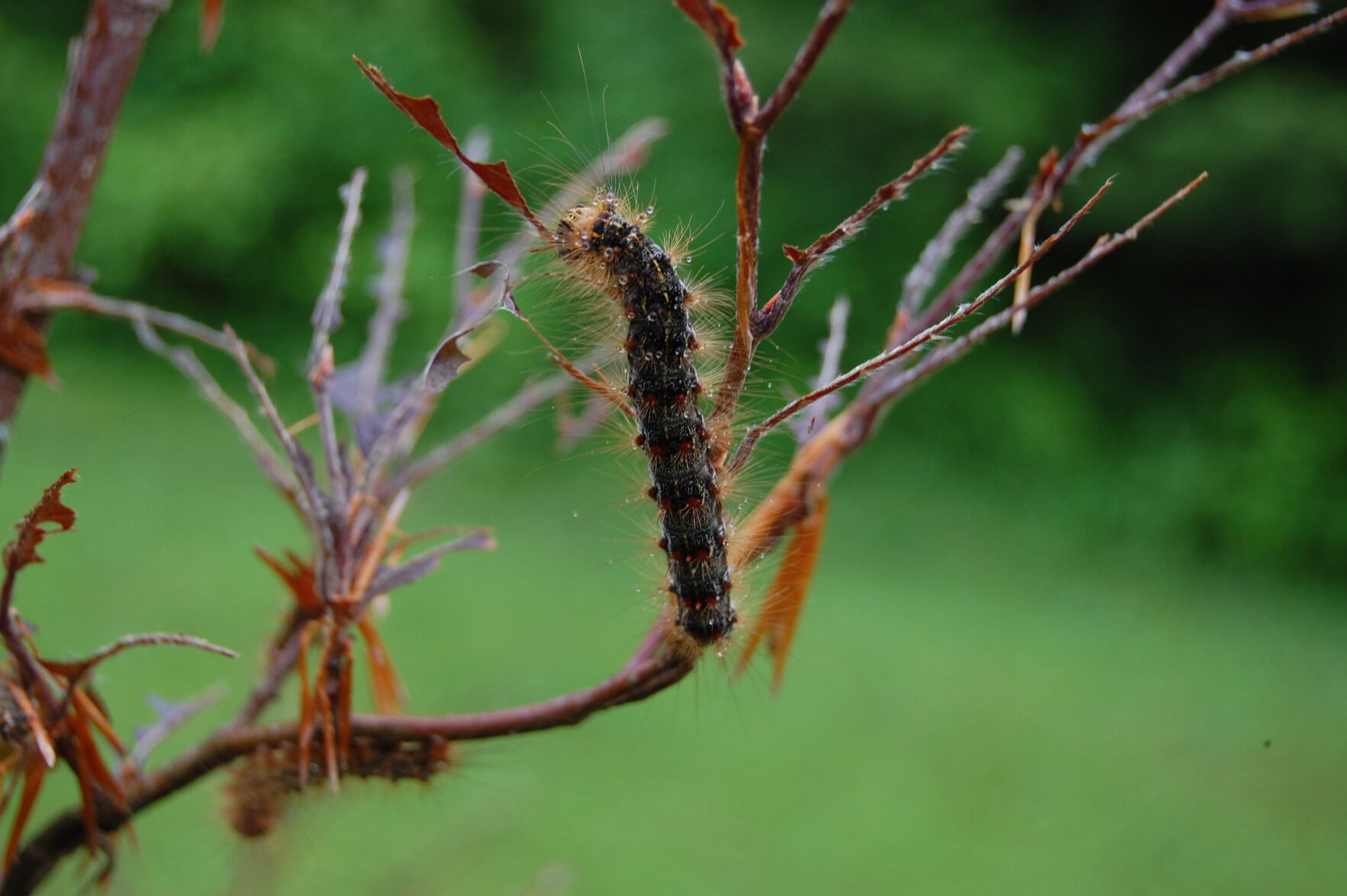 Ron Kujawski Gypsy moth caterpillars invading Berkshire County