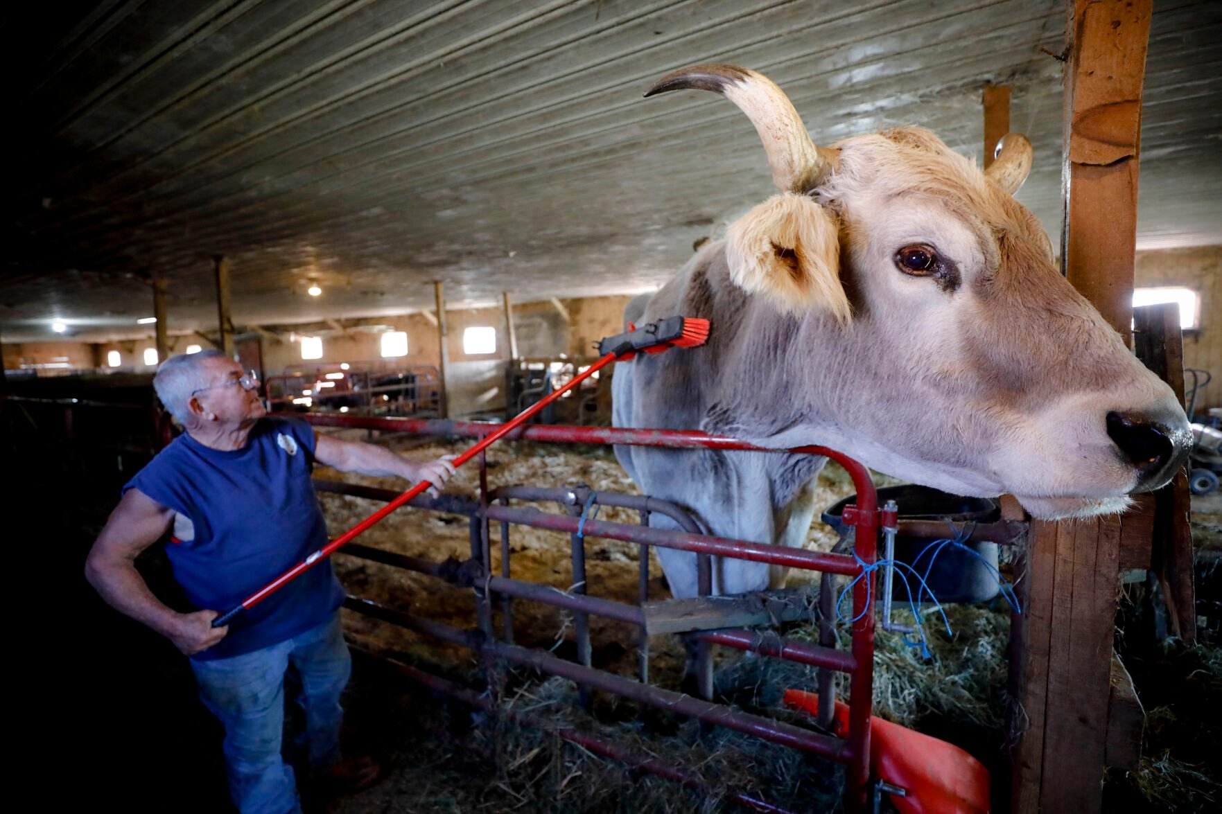 Photos: Meet Cheshire TikTok Star Fred Balawender And His Very Big Ox ...