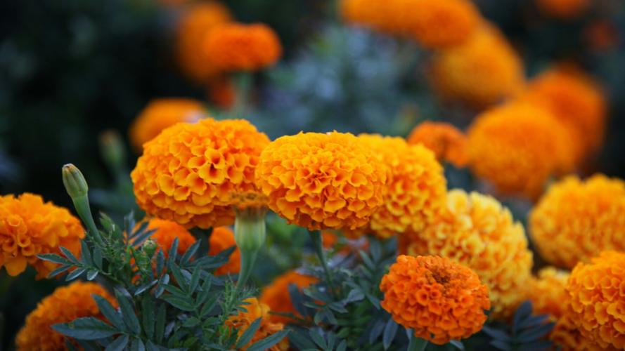 Want to add a pop of color to your flower beds? Annuals allow you to experiment without making any long-term commitments