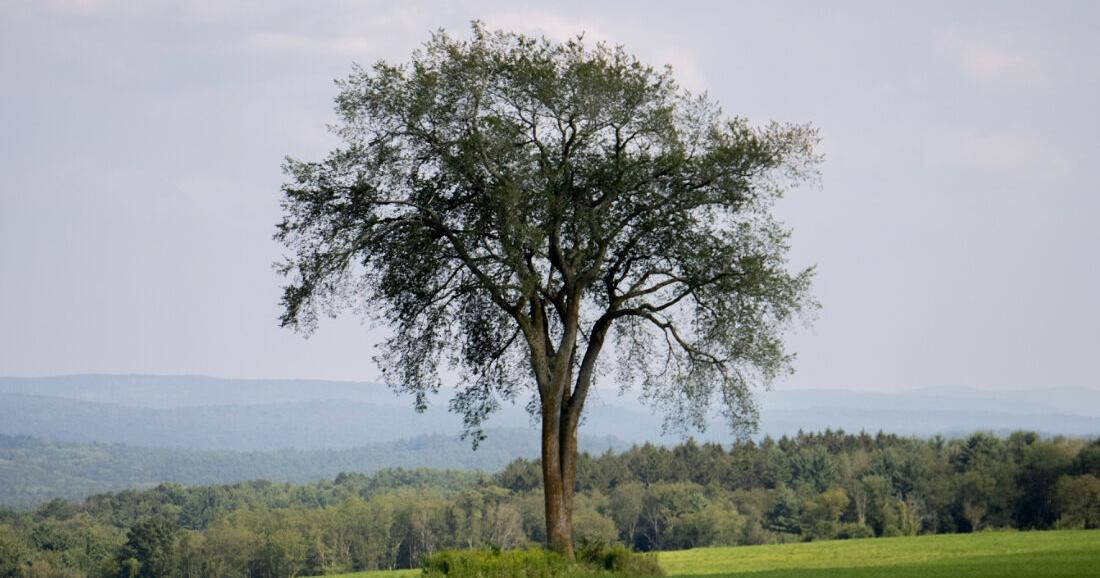 Berkshire’s most photographed tree, the Baldwin Hill elm, just got a dose of disease prevention | South Berkshires