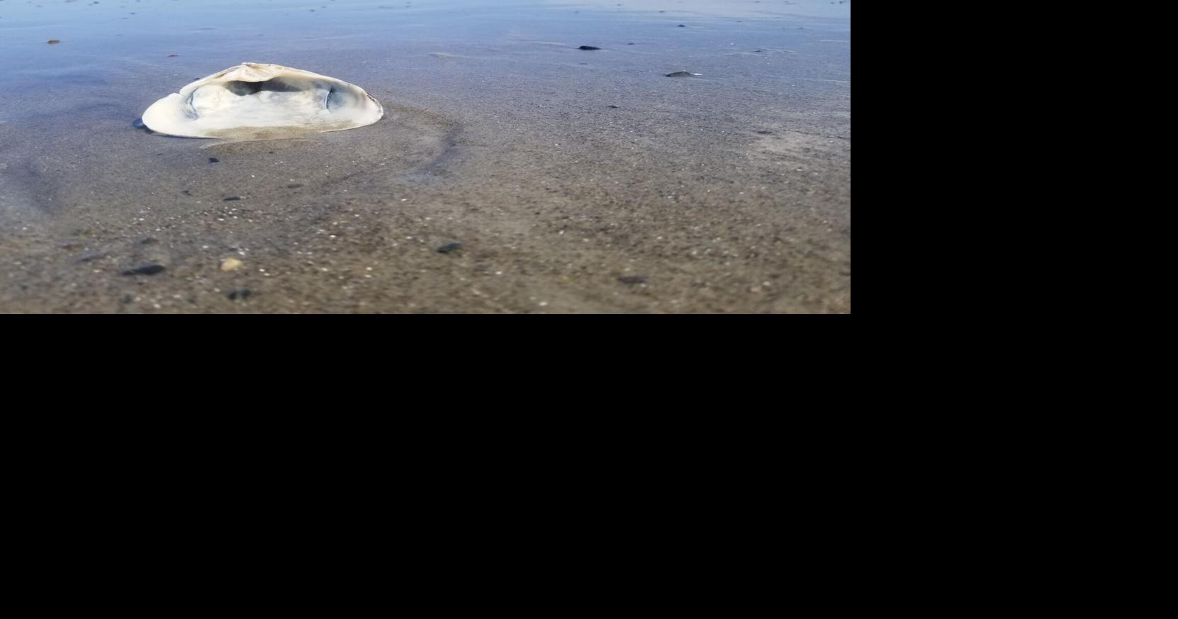 Memories wash ashore at Hampton Beach