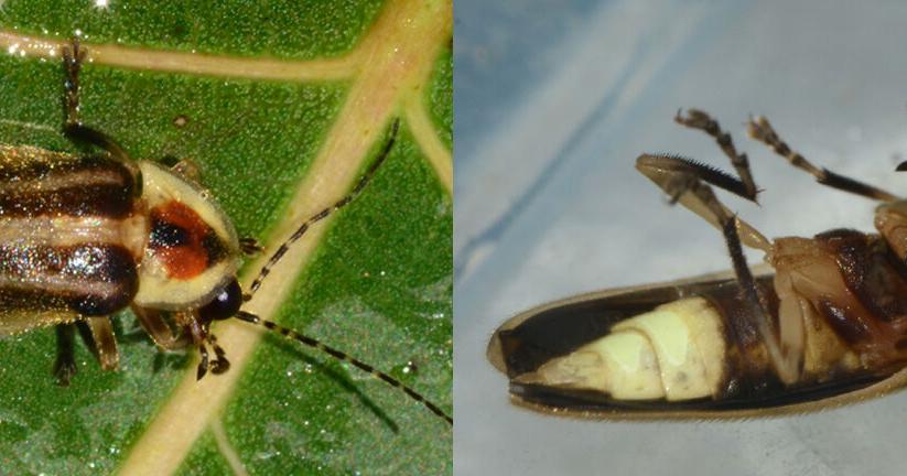 Fireflies light up summer nights with a fascinating life cycle