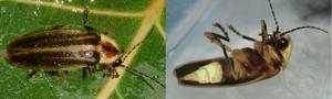 Fireflies light up summer nights with a fascinating life cycle