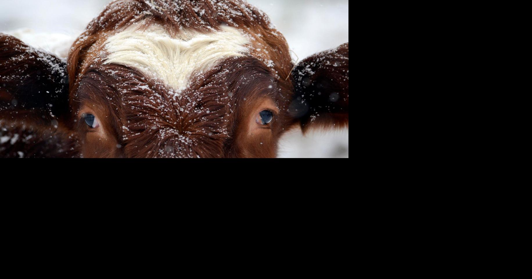 Cool cows and cozy crops: Winter farming in New England