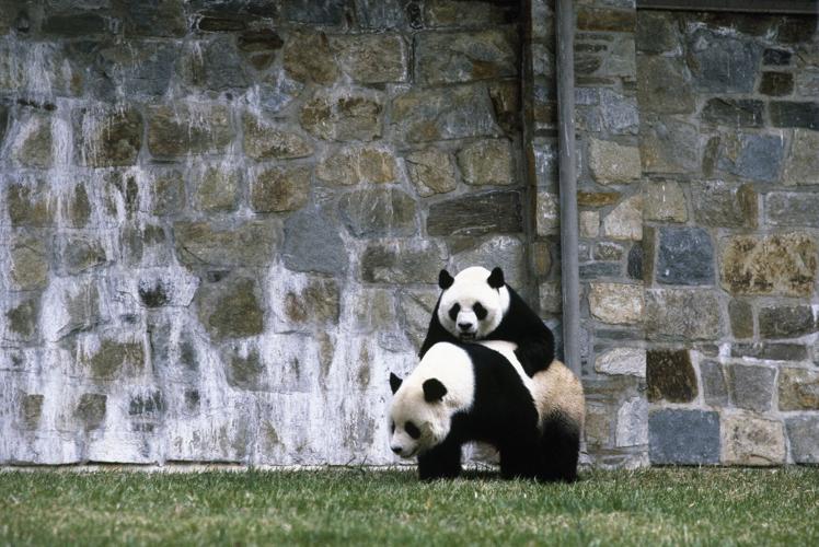 Panda Love 1982