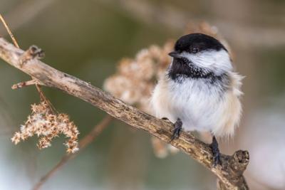 Black-capped chickadee on a branch