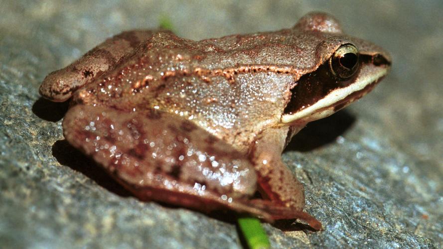 Who's singing in the woods? If you're near a vernal pool, you're most likely hearing the songs of spring frogs