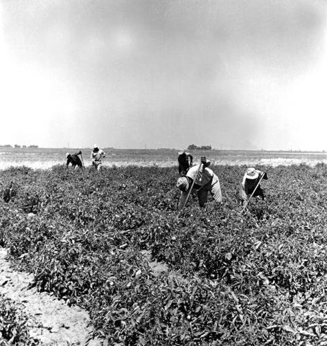 U.S. MEXICAN FARMWORKERS