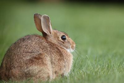 Did your neighborhood cottontails disappear over the winter months