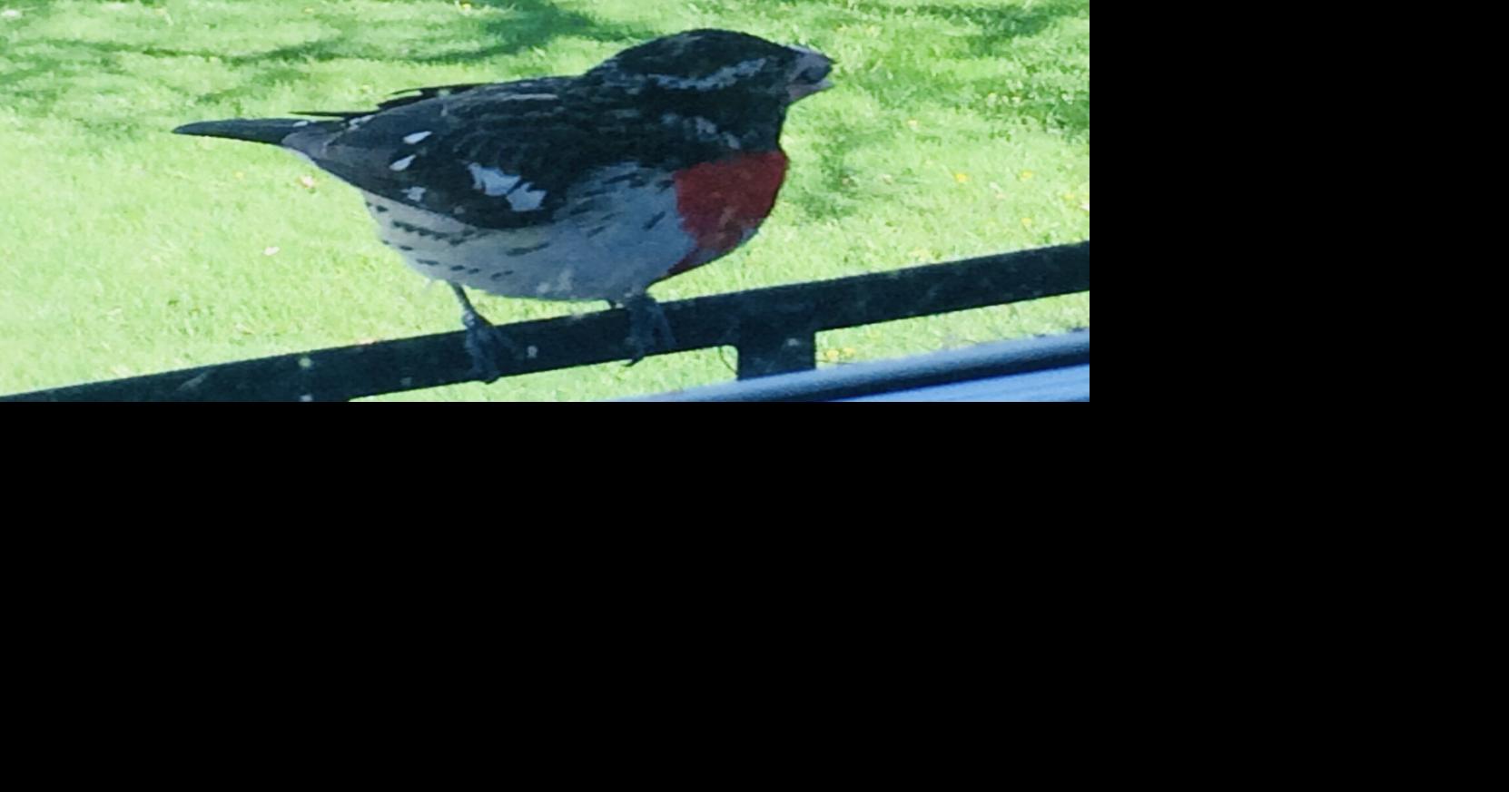 Rose-breasted grosbeak jump-starts the day