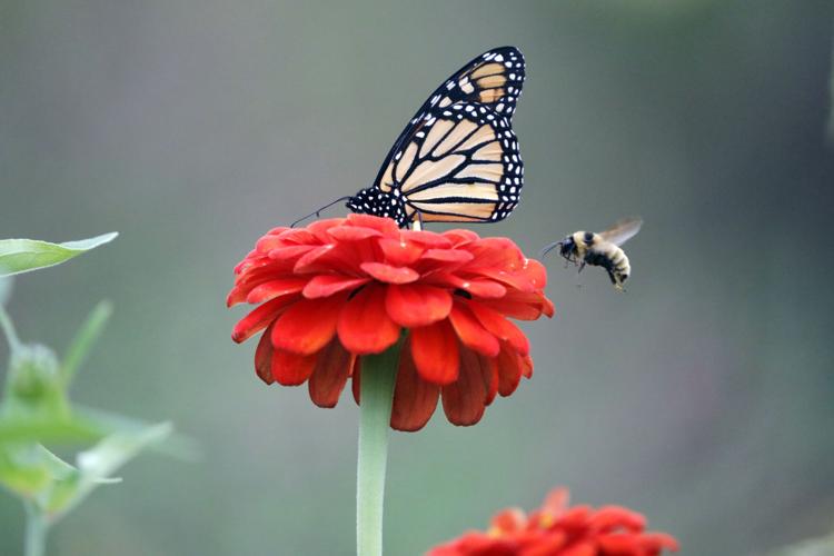 Butterfly Garden Decorations and Red Celosia Flowers Stock Photo - Image of  monarch, flower: 166333530