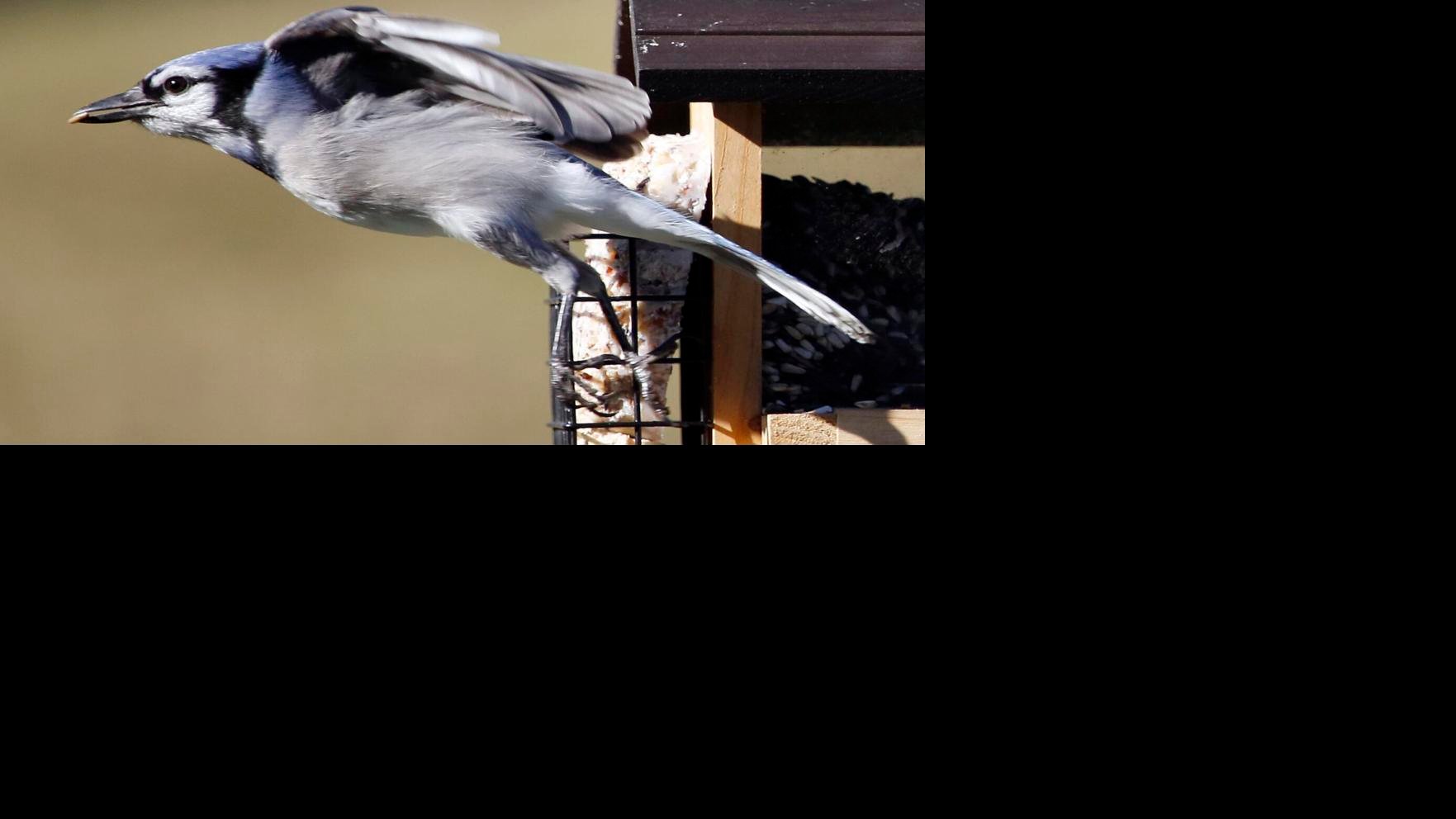 Thom Smith Do Not Doubt The Blue Jay S Capabilities Home Garden Berkshireeagle Com