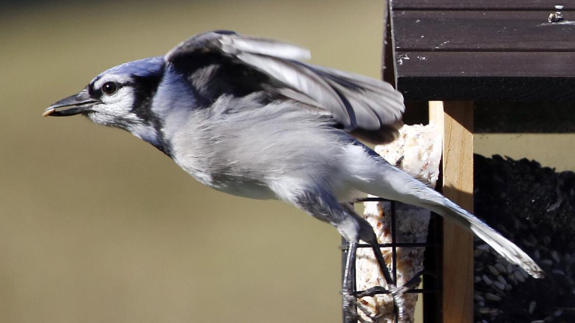 Thom Smith Do Not Doubt The Blue Jay S Capabilities Home Garden Berkshireeagle Com Thom Smith Do Not Doubt The Blue Jay S Capabilities Home Garden Berkshireeagle Com