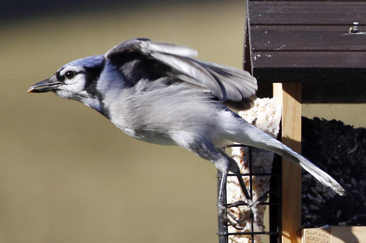 Fledgling Blue Jay Begging To Be Fed