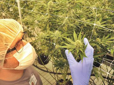 Risk of federal prosecution weighing on Mass. pot industry