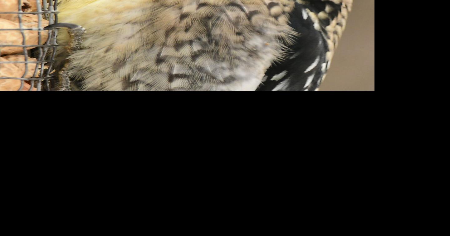 An unexpected winter visit from a yellow-bellied sapsucker