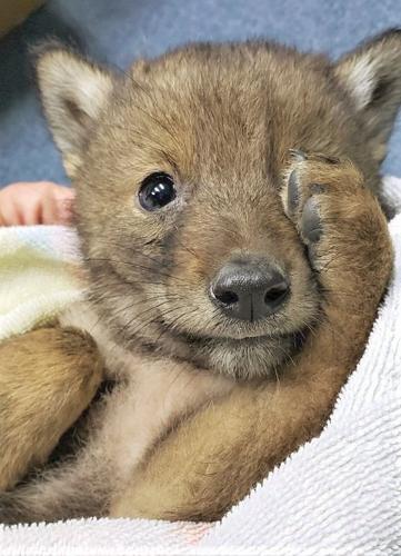 No word if it was wily, but found coyote pup being looked after in Berkshires
