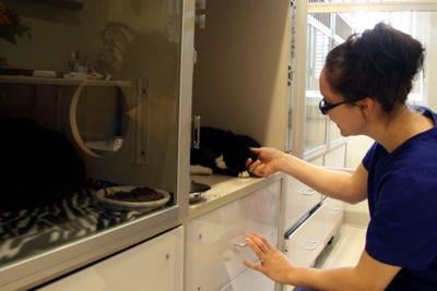 Purrrrrrfect hospital for cats opens in Lenox
