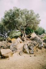 Olive tree