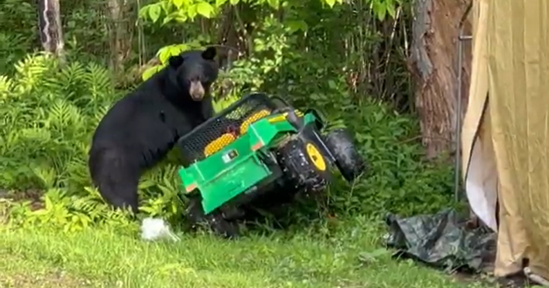 ‘It’s gotten out of hand.' Lee residents call for action as bears roam Prospect Street