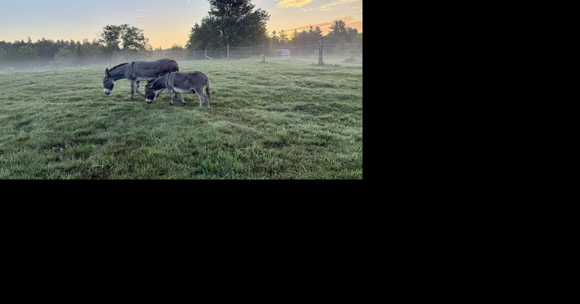 Donkey training Susan Phillips is a former reporter for The Berkshire Eagle. She lives in Windsor after living abroad and in Washington, D.C.
