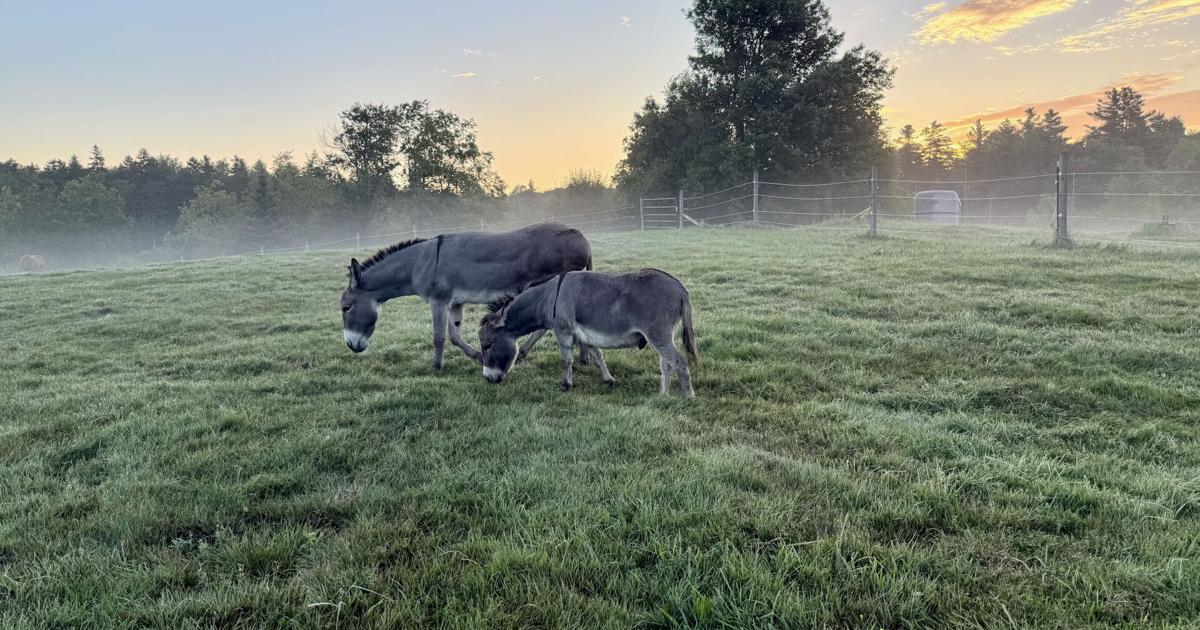 Donkey training Susan Phillips is a former reporter for The Berkshire Eagle. She lives in Windsor after living abroad and in Washington, D.C.